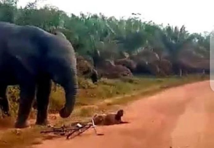 L’éléphant “Ahmed” capturé par les services spéciaux des Eaux et forêts dans le département de Guitry