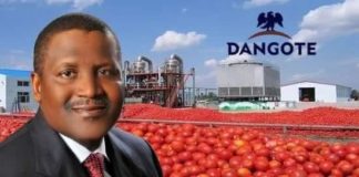 Nigéria : Aliko Dangoté lance la plus grande usine de tomates en Afrique au nord du pays