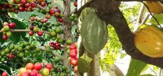 Côte d’Ivoire : Filière agricole /Vers l’adoption d’un mécanisme de financement pérenne du secteur