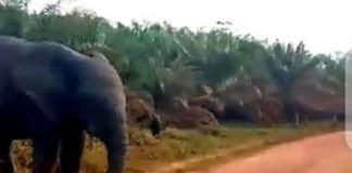 Côte d’Ivoire : L’éléphant “Ahmed” capturé par les services spéciaux des Eaux et forêts dans le département de Guitry