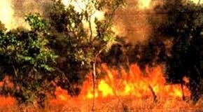 Côte d’Ivoire : Lutte contre la déforestation/La campagne nationale 2021 contre les feux lancée à Didiévi