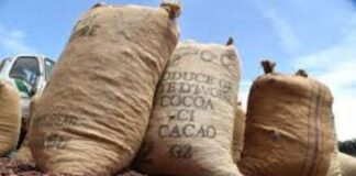 Côte d’Ivoire : Campagne intermédiaire/ Le prix du Cacao fixé à 750 Fcfa/Kg