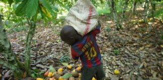 Côte d’Ivoire : Travail et exploitation des enfants en Afrique de l’Ouest/ 422.000 enfants touchés par le fléau -Les révélations d’un rapport international