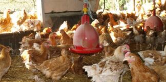 Côte d’Ivoire : Filière volaille /La grippe aviaire de retour