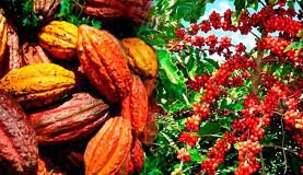 Côte d’Ivoire : L’hommage des acteurs de la filière Café-Cacaco au chef de l’Etat