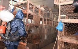 Lutte contre la grippe aviaire / Une opération lancée pour sauver les marchés à volailles