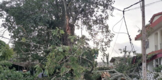 Côte d’Ivoire : Drame à Grand-Bassam/ Une branche d’arbre se détache et fait deux morts