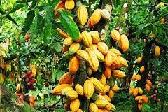 Côte d’Ivoire: Le prix d’achat du cacao pour la campagne intermédiaire maintenu à 825FCFA/kg