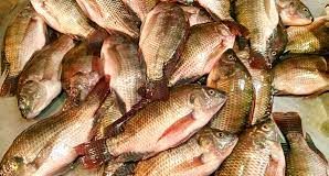 Côte d’Ivoire : Autosuffisance en protéine / Une production de 68 000 tonnes de Tilapia attendue à l’horizon 2031