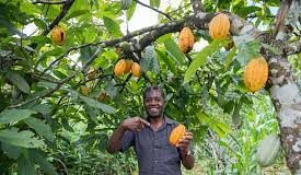 Agriculture/ Ce que la Côte d’Ivoire et le Ghana promettent aux producteurs de Cacao