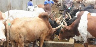 Côte d’Ivoire :Fait divers/ Quatre bêtes disparues dans un parc à bœufs de Grand-Lahou