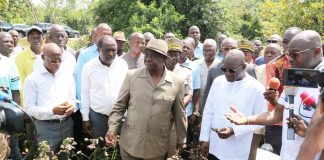 Côte d’Ivoire : Région du Poro/ Des insectes ravageurs détruisent les champs cotonniers