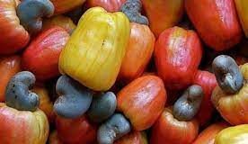 Côte d’Ivoire: Campagne agricole/ L’anacarde payé à 250F/KG contre 315 F dans certaines localités