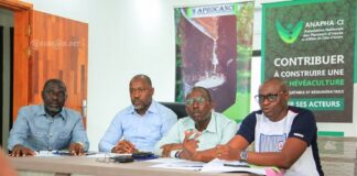 Côte d’Ivoire : Caoutchouc Naturel / Les raisons du mécontentement des associations de la Filière hévéa