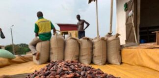 Côte d’Ivoire : Filière agricole/ Guerre ouverte contre les fraudeurs du cacao du vers les pays voisins