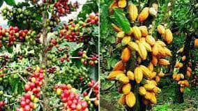 Côte d’Ivoire : Alassane Ouattara fixe les prix du cacao et du café à 2800 et 1700 F